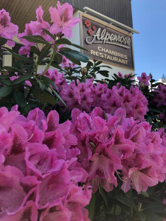 Alpenrose Chamonix Vandrehjem Eksteriør billede